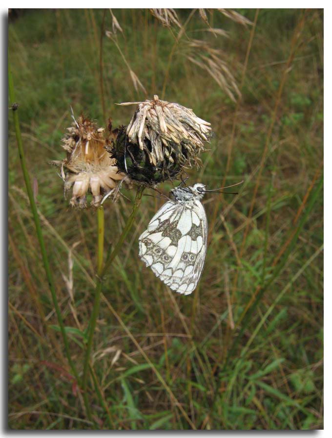 lepidotteri delle vacanze - Melanargia galathea